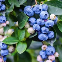 greenearth Berry Plant-picture-15