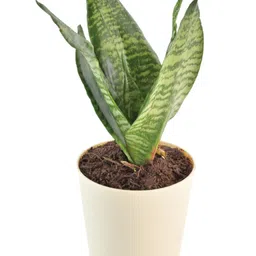 ugaoo Sansevieria Superba Green - Snake Natural Plant In Ivory Self Watering Plastic Pot image 3
