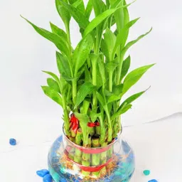 Two Layer Bamboo Plant-image-1