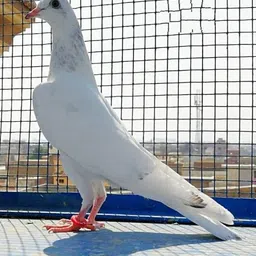 s.blaze 40 Pcs Stylish, Sounds, Colourful, Rubber Pigeon Ring Bird Shoulder Guard image 2