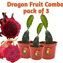 krishi mitra Dragon Tree-picture-26