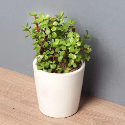 Succulent Lucky Plant image 2