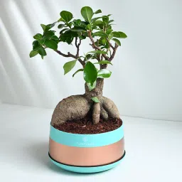 Ficus Microcarpa Bonsai Plant image 2