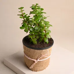 Jade Plant image 2