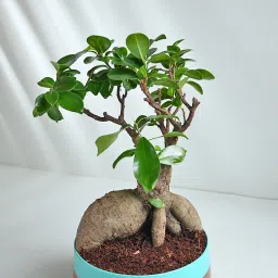 Ficus Microcarpa Bonsai Plant image 3