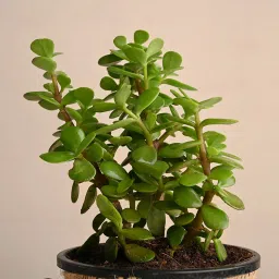 Jade Plant image 3