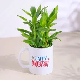Leafy Bamboo Plant In Anniversary Mug image 4