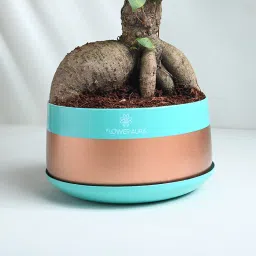 Ficus Microcarpa Bonsai Plant image 4