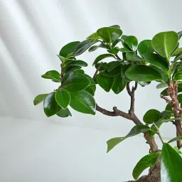 Ficus Microcarpa Bonsai Plant image 5