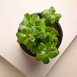 Jade Plant image 5