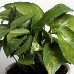 nurturing green Yellow Scindapsus Green Medium Natural Plant In Ceramic Pot image 5