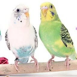 generic Gaurvi Enterprises Toya Budgie Bird Food - 1000Gm (Kangni) Natural & Healthy Premium Mix Seeds All Life Stages image 5