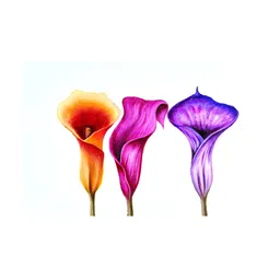 Inephos Orange Colured & Purple Canvas Floral Wall Paintings-image-28