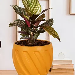 LASAKI Orange Textured Ceramic Planter-picture-39