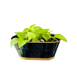 ecofynd Pack of 3 Railing Planter Black Metal Oval Balcony Hanging Planter image 3