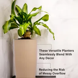 Kuber Industries Marble Emerald Beige 3 Pieces Planters with Tray image 2