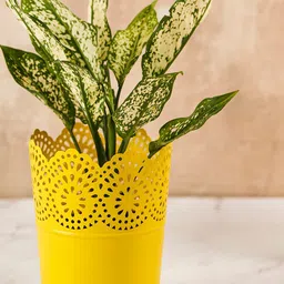 DecorTwist Yellow Metal Planter Pot-image-53