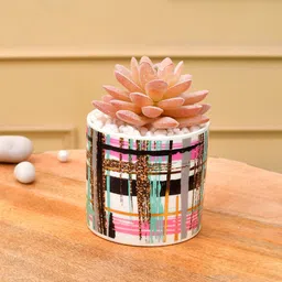 TAYHAA Pink & White Printed Succulent Artificial Plant With Pot-picture-46