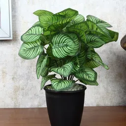 FOLIYAJ Green Faux Calathea Plant With Pot-picture-3