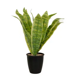 FOLIYAJ Green Faux Snake Plant With Pot image 3