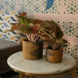 swadeh Set Of 2 Green Sabai Grass Soil And Stillness Plant Holder-picture-26