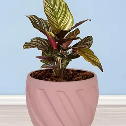 LASAKI Austin Pink Textured Ceramic Planter image 3