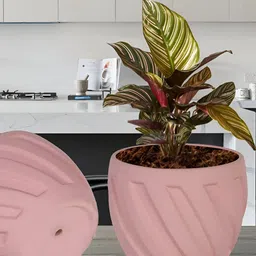 LASAKI Austin Pink Textured Ceramic Planter image 2