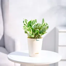 ugaoo Money N-Joy Natural Plant In White Self Watering Plastic Pot image 1