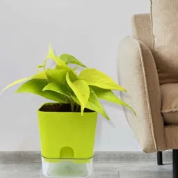 stand master Golden Natural Money Plant With Green self watering Pot-picture-10