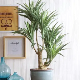 fourwalls Ceramic Green Ceramic & Yucca With Pot Artificial Plants image 1