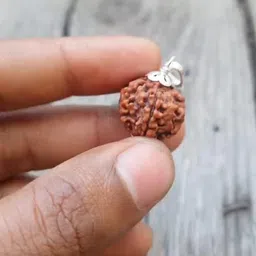 9stars 5 Mukhi Rudraksha Original Certified 15mm With Capping 5 Face Original Lord Shiva Rudra 5 मुखी रुद्राक्ष ओरिजिनल Panchmukhi Natural 5 Mukhi Nepali Rudraksha For Wearing & Pooja image 3
