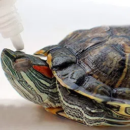 Pet Care International (PCI) Turtle i-Care Eye Drop for Swollen, Inflamed and Infected Eye Care of Healthy Turtle Healthcare (30ml) image 3