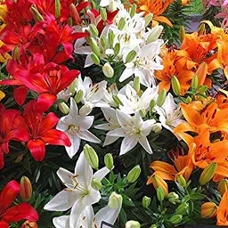radha krishna agriculture Radha Krishna Agriculture™ Asiatic lily Mix Color Flower Bulbs for Home & Kitchen Gardening (Pack Of 3) (Multicolour) image 4