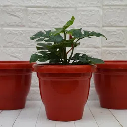 gold dust Brown Plastic (Set of 5) Desk Pots image 3