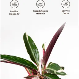 kyari Calathea Triostar Plant With Self Watering Pot- Cream image 4