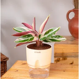 kyari Calathea Triostar Plant With Self Watering Pot- Cream image 2