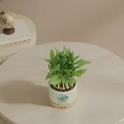 Guiding Growth Two-Layer Bamboo Plant-image-18