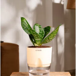 kyari Sansevieria Green Snake Plant With Pot Cream image 1