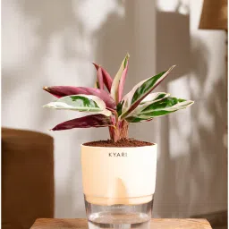 kyari Calathea Triostar Plant With Self Watering Pot- Cream image 1
