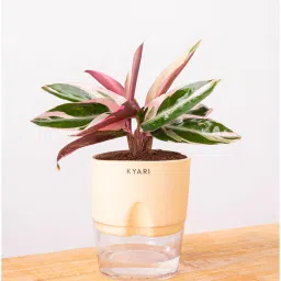 kyari Calathea Triostar Plant With Self Watering Pot- Cream image 3