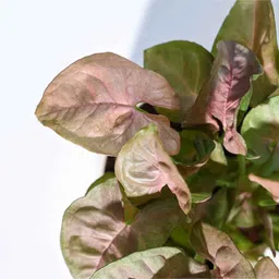 ugaoo Syngonium Pink Plant Grow Pot image 4