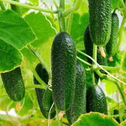 silba Cucumber Seed, Kheera Seed, Kakri Seed Seed image 2