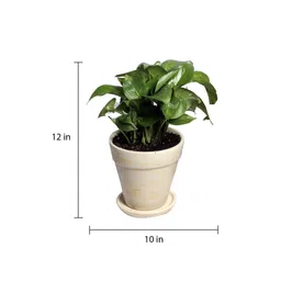 nurturing green Yellow Scindapsus Green Medium Natural Plant In Ceramic Pot image 3