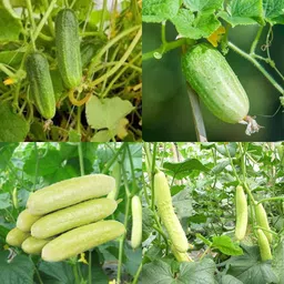 ibains Sosa seeds cucumber kakri seeds pack of 48 Seed image 1