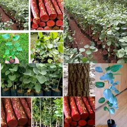 ibains Red chandan seeds for plantation pack of 44 Seed image 1