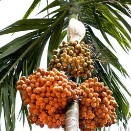 cloud farm Betel Nut/Supari Plant image 2