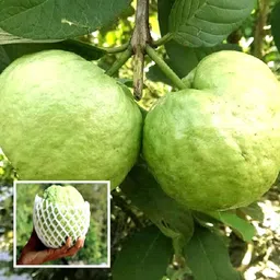 greenyon Guava Plant image 3