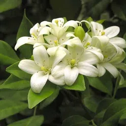 breezy blooms Madhu Kamini Plant-picture-20