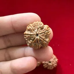 kuttumb gems & jewels 7 Mukhi Rudraksha Nepali Seven Face Rudraksha Metal Capped Wood Pendant image 2