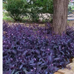 krishnanursery Ajwain Plant image 2